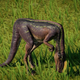 Image for article titled Something Ain’t Right With The Latest Dinosaur Added Into Jurassic World Evolution